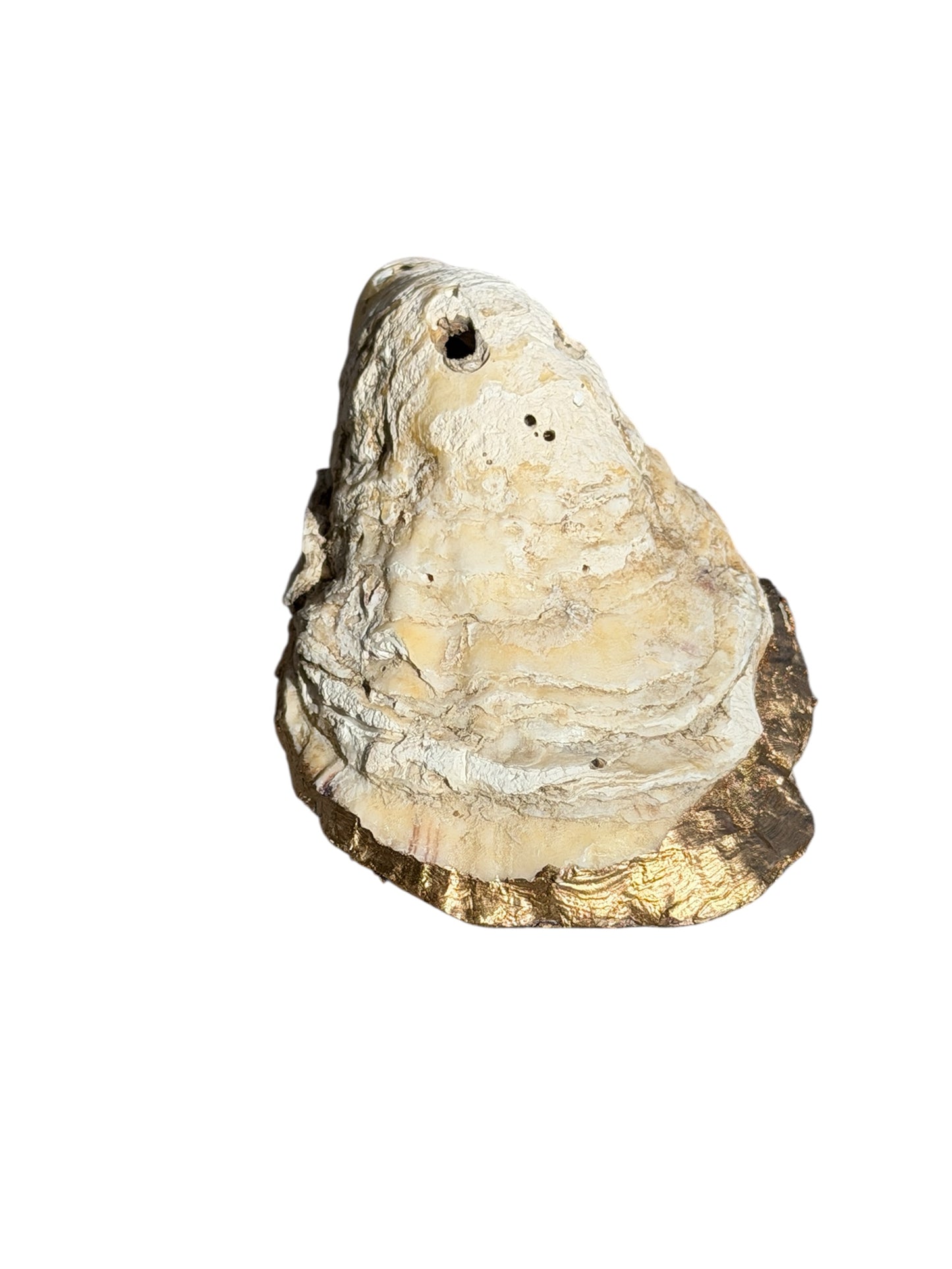 Oyster Shell